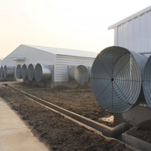 low cost steel chicken house construction poultry shed building