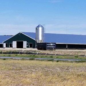 Layer Egg Chicken Cage/poultry Farm House Design