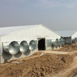 low cost steel chicken house construction poultry shed building