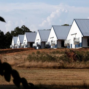 Steel Structure Prefab Poultry House Poutry Farming