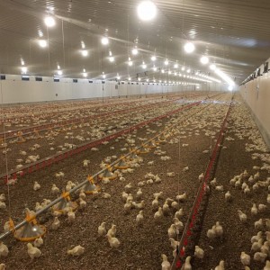 Steel Structure Prefab Poultry House Poutry Farming